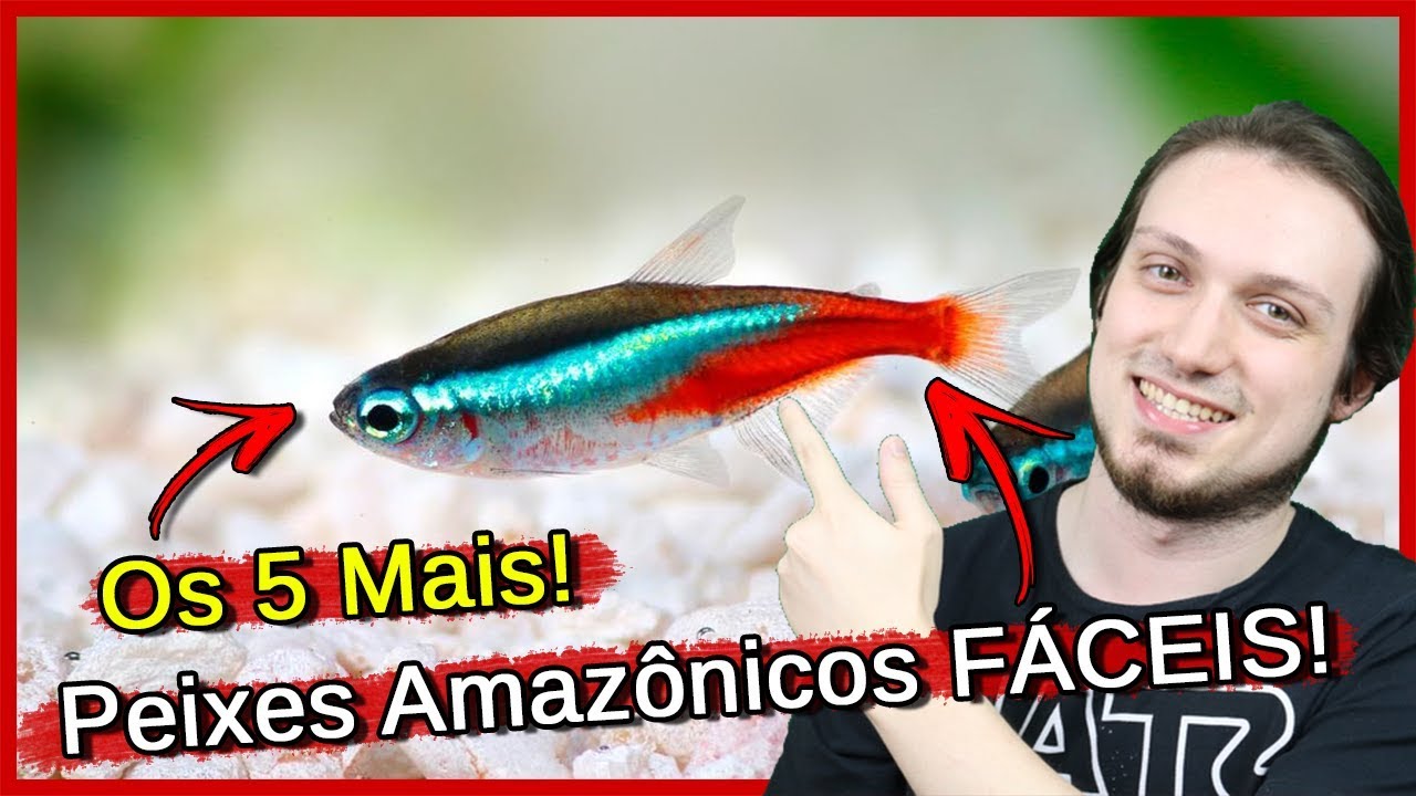 Os 5 Peixe Amazônicos mais FÁCEIS para AQUÁRIO!