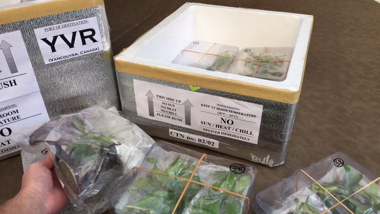 BORNEO EXOTICS NEPENTHES UNBOXING VIDEO: FINALLY SOME NEPENTHES DISTRIBUTION FOR CANADA