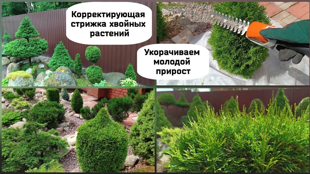 Корректирующая стрижка хвойных растений.