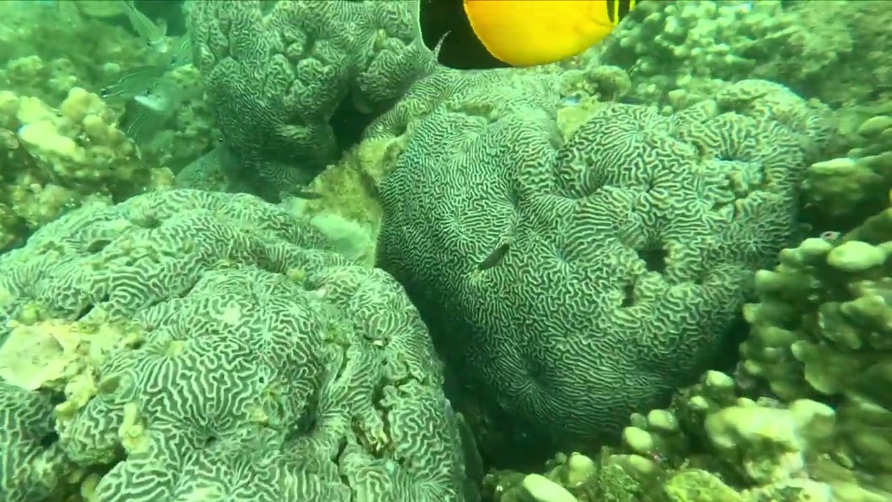 Snorkel Turtle beach Dibba 04/03/2026