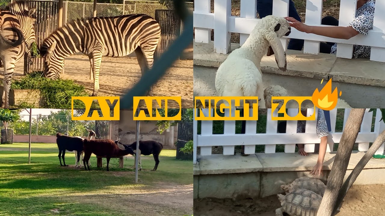 Danzoo in Karachi | danzoo bahria town |danzoo ticket price 2022 | Python, Monkeys, Lions, and more