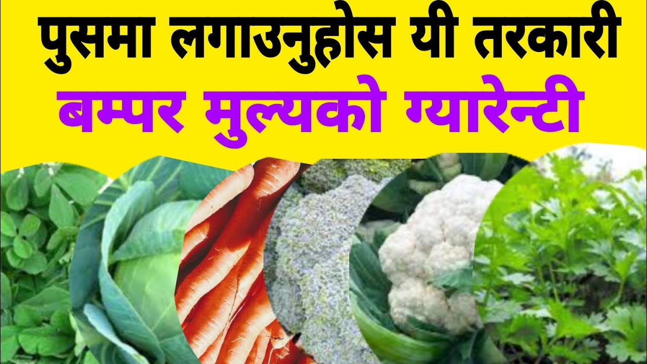 पुसमा  लगाउनुहोस यी तरकारीहरु  बम्पर मुल्यको ग्यारेन्टी krishi jankari