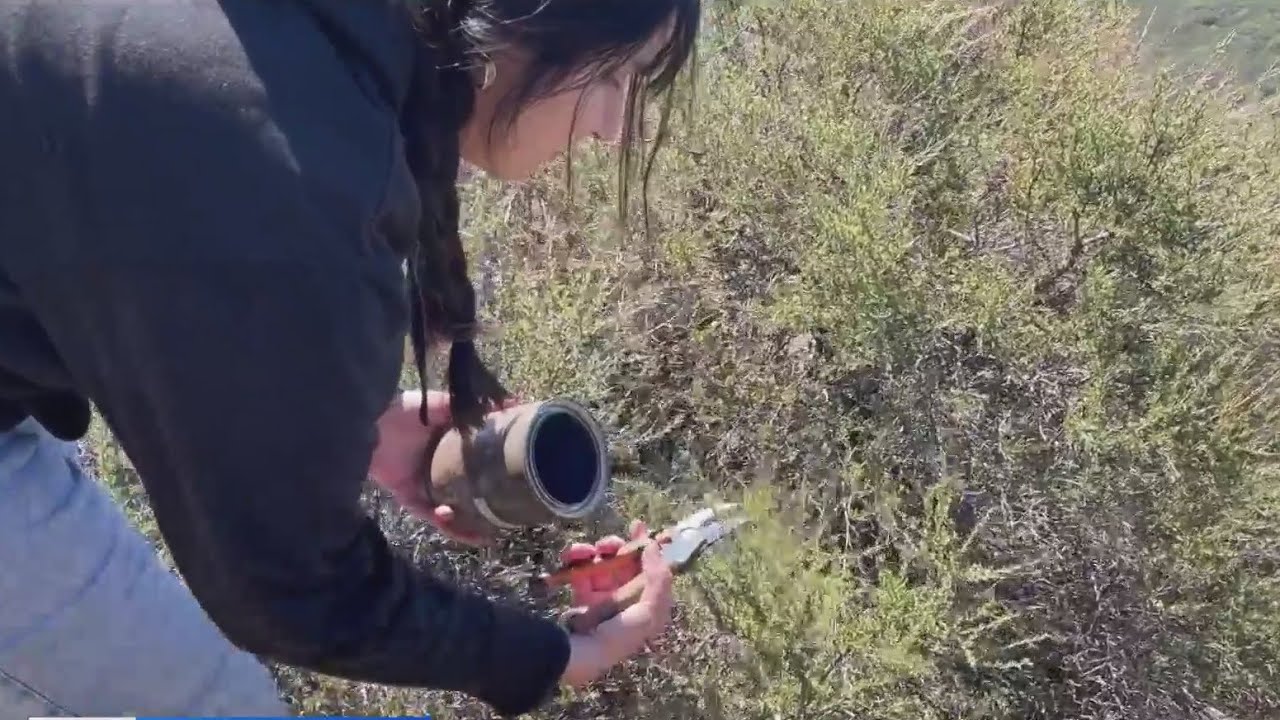 Despite heavy rains, Bay Area plants already losing moisture ahead of fire season