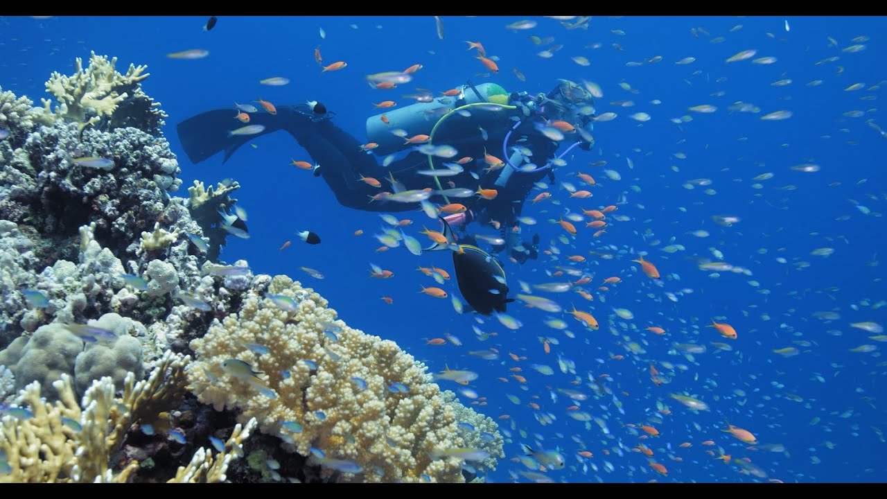 The Best Aruba Cruise Shore Excursions