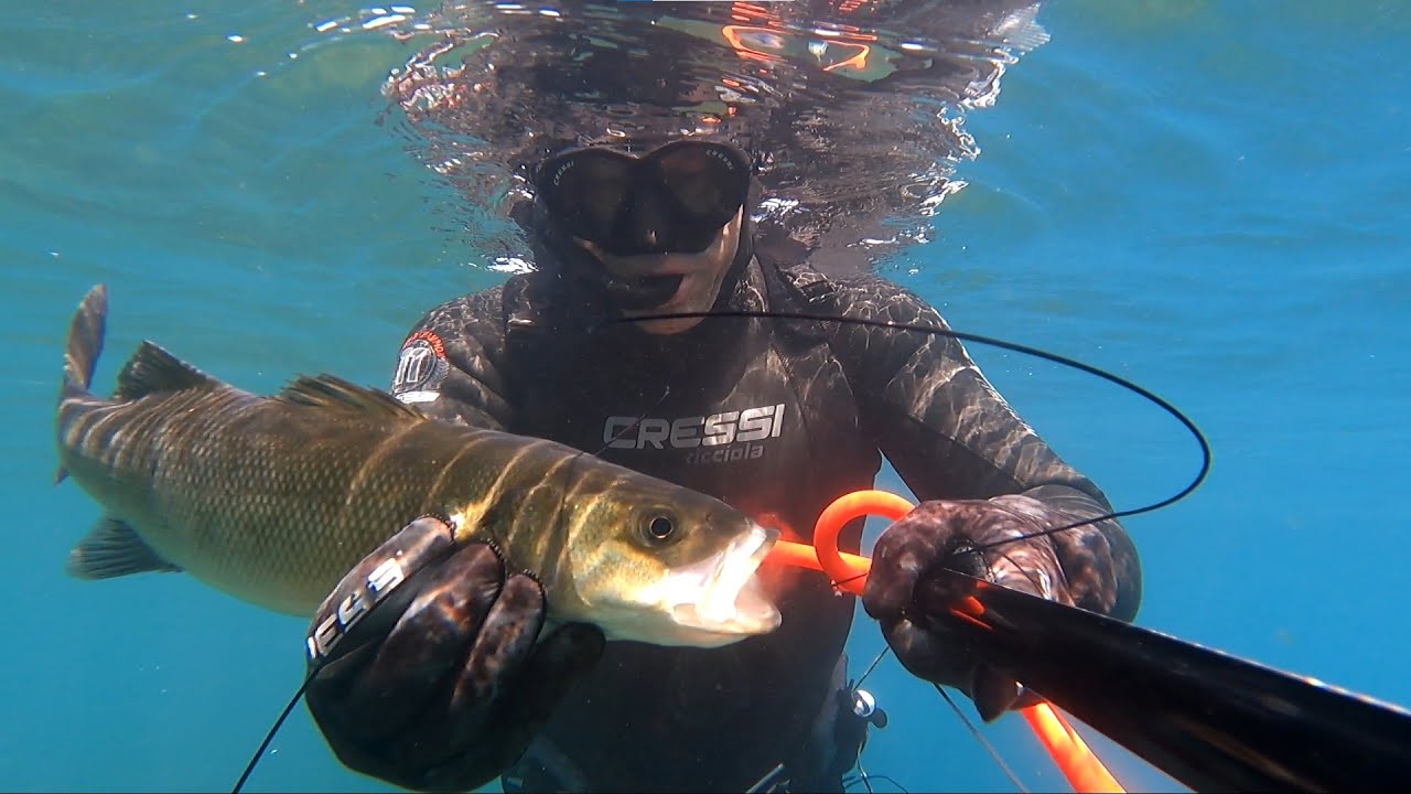 Chasse sous marine en méditerranée 2022 !!! cressi team