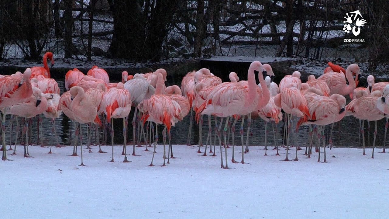 Zoo Praha: Zv&iacute;řatům zima nevad&iacute;