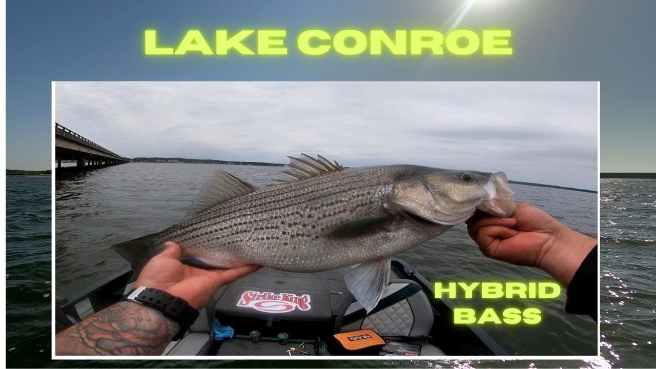 Hybrid Bass at Lake Conroe