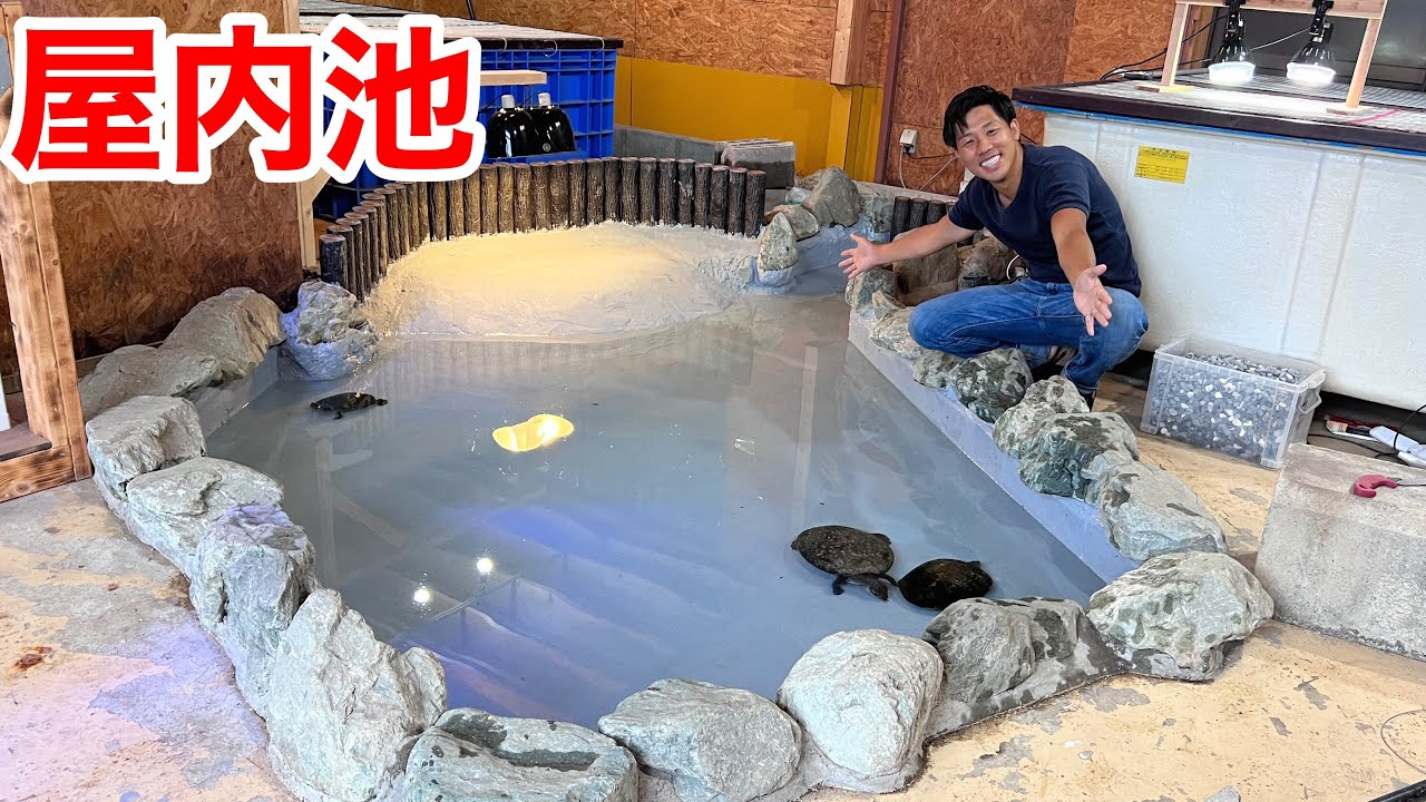 亀を広々飼う為の屋内池が完成しました