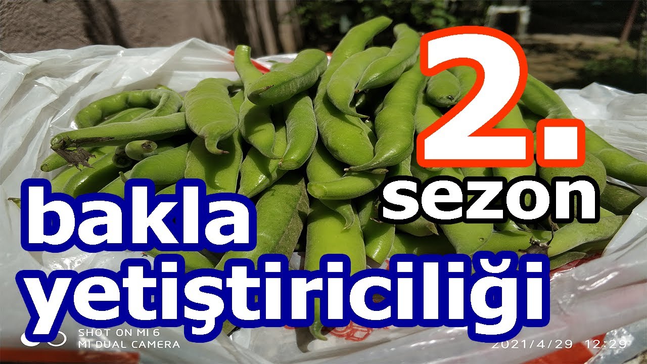 BAKLA YETİŞTİRİCİLİĞİ 2. SEZON | TÜM AŞAMALAR - TARİH SIRASI İLE