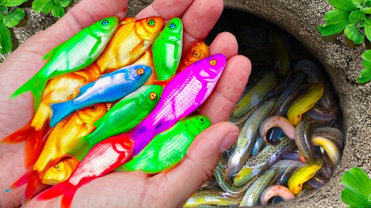 Great Catch Colorful Aquarium Fish In Small Pond, Pencil Fish, Baby Turtle, Koi, Angelfish, Guppies