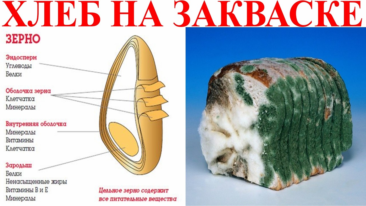 Закваска для выпекания хлеба универсальный рецепт.| Виктор Максименков-НАН