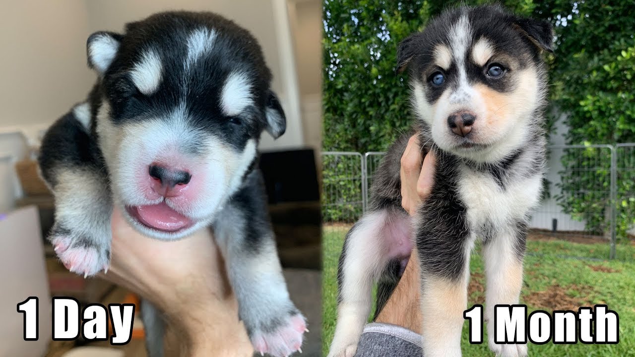 1 Day vs 1 Month Old Puppies!