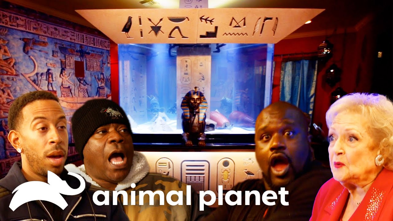 Coolest & Most Extravagant Celebrity Fish Tanks | Tanked | Animal Planet