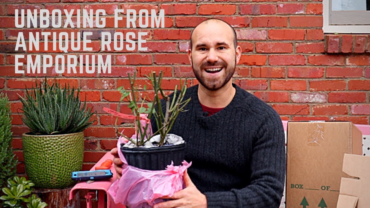 Unboxing From Antique Rose Emporium / Colorful Gardener