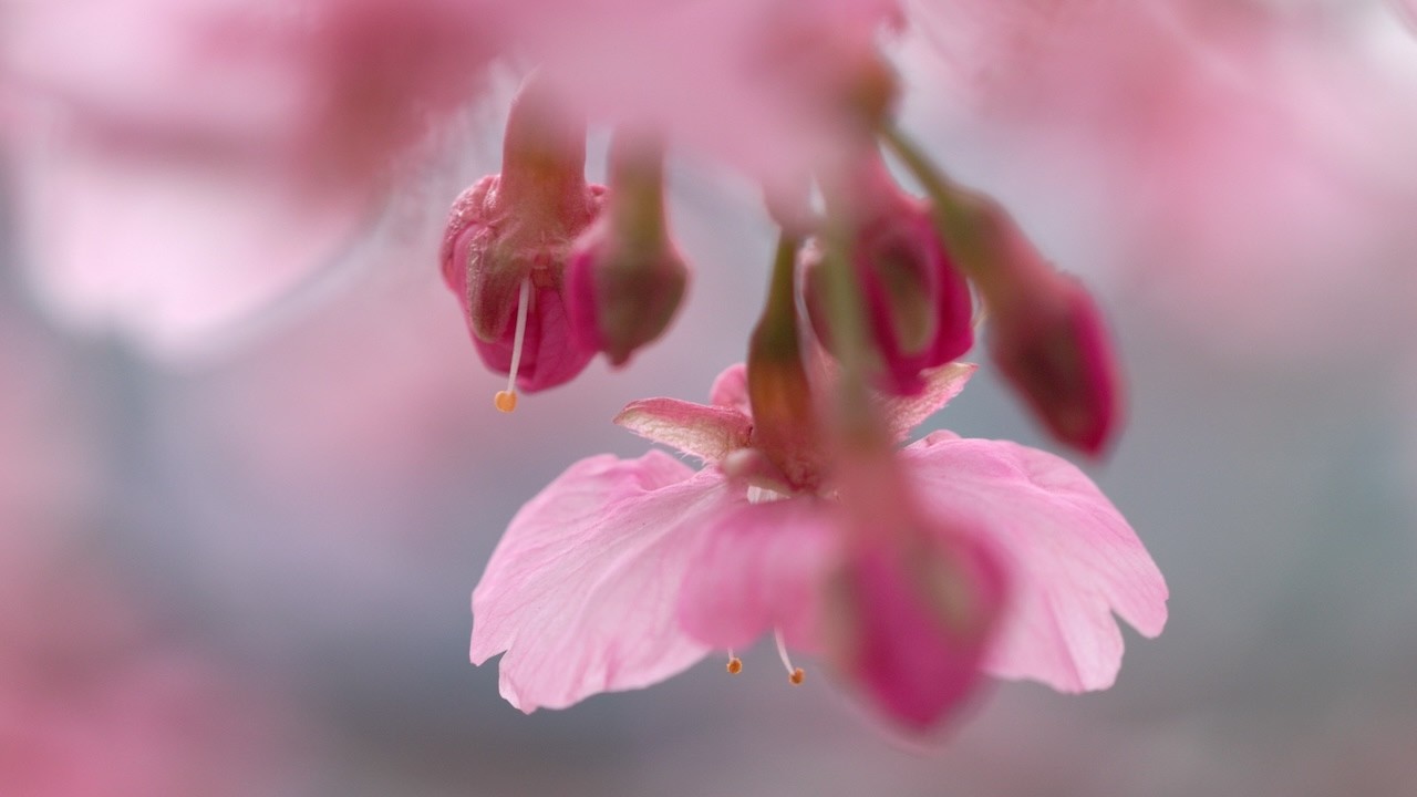 一本の桜の木　A single cherry tree