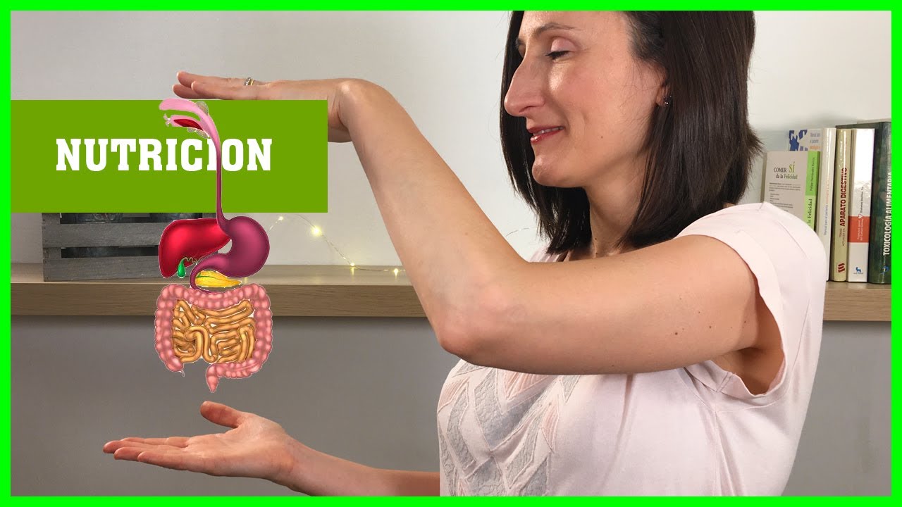 🙋🏻&zwj;♂️ &iquest;Qu&eacute; es la NUTRICI&Oacute;N? [4 PROCESOS de la NUTRICI&Oacute;N]