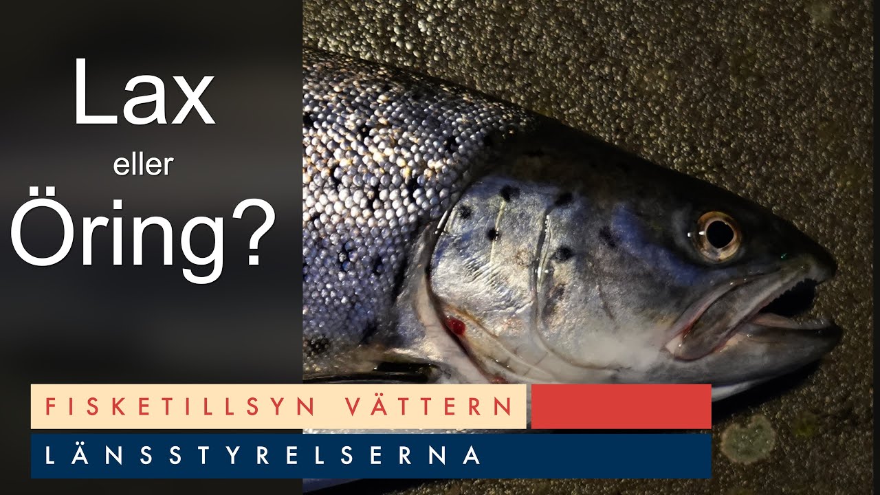 Följ med Fisketillsyn Vättern, lär dig om nya Svenskafiskeregler.se och skillnaden på lax och öring