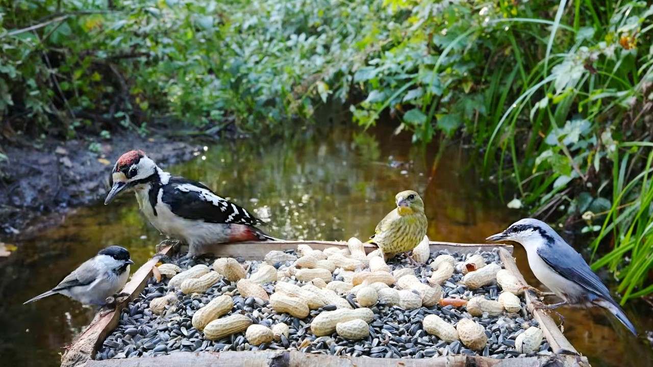 🔴 Forest Bird Feeder | River [ 2026/9/5 ]