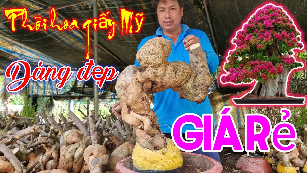 Phôi hoa giấy Mỹ dáng đẹp giá rẻ có hàng thanh lý bao sống bao ship toàn quốc 
