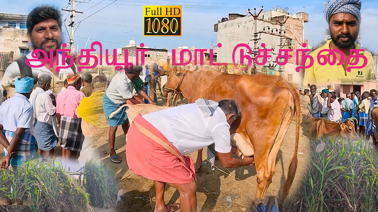 அந்தியூர் மாட்டு சந்தை  பகுதி 2