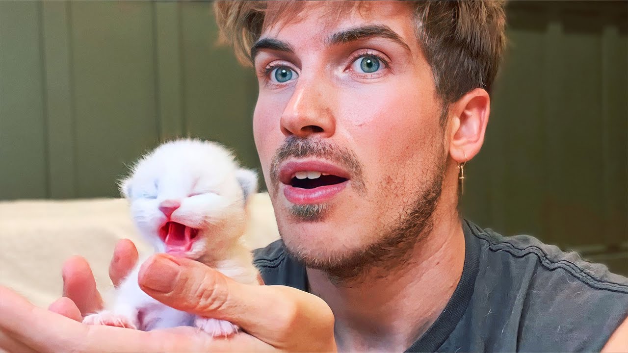 Finally Naming ALL My Newborn Kittens