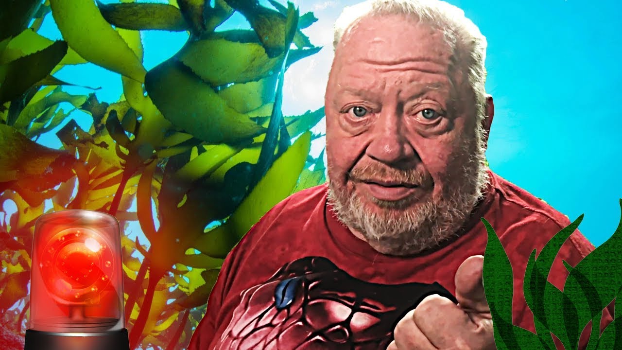 ALGEN ALARM - NORBERT NIMMT NE NASE | ZOO ZAJAC