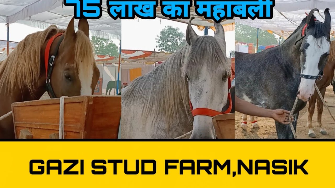नासिक से आए गाजी स्टड फार्म के एक से बढ़कर एक घोड़े!! sarangkheda horse market