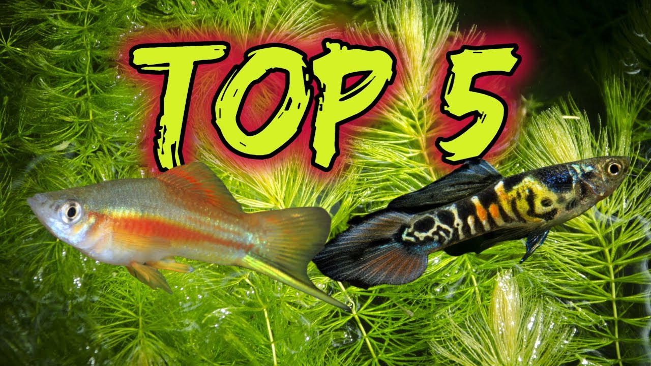 Top 5 Livebearers for Beginners