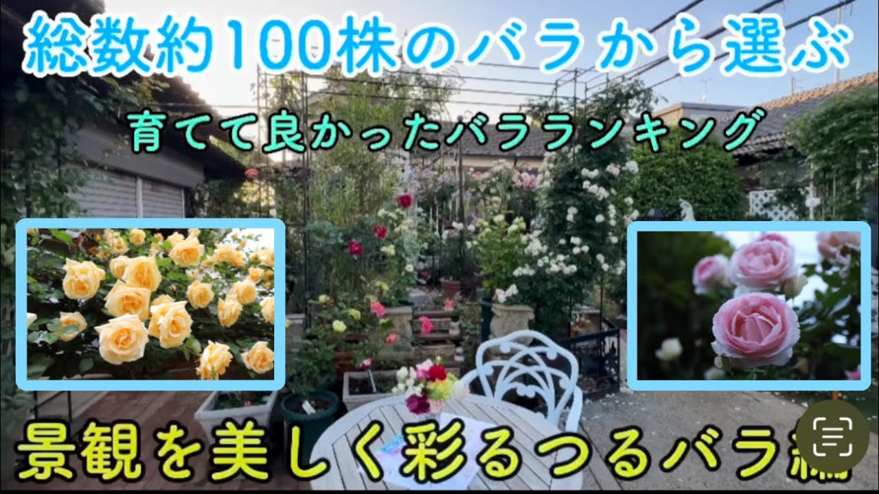 【総数約100株のバラから選ぶ！】育てて良かったバラランキング、ベスト14🌹つるバラ編！