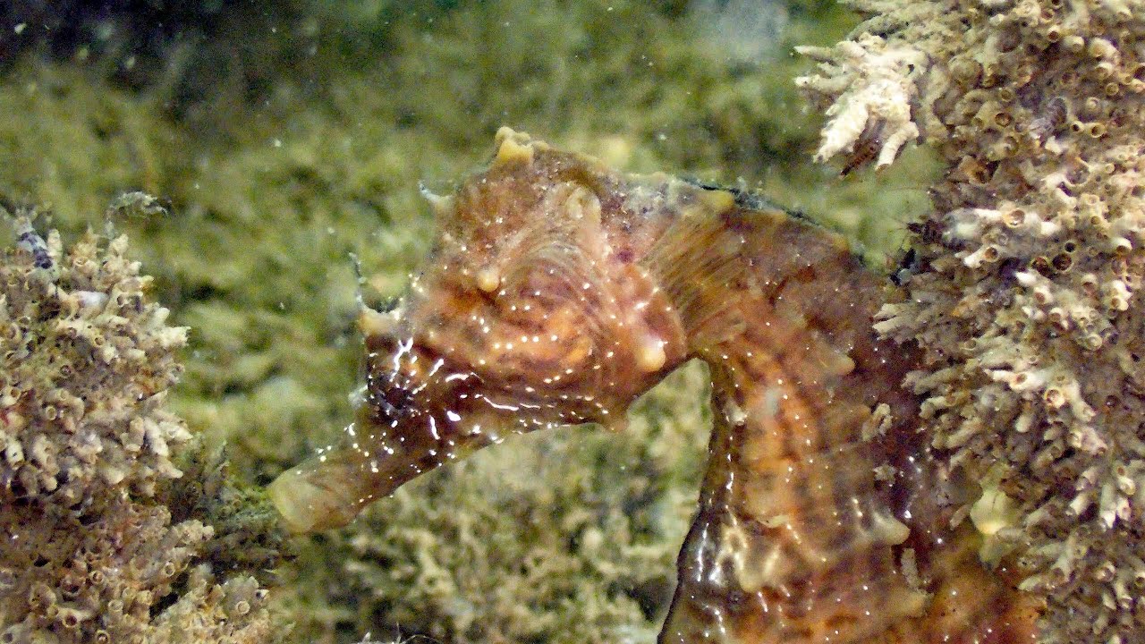 Duiken,Nederland,Zeeland,Oosterschelde,Zeelandbrug,Zeepaardje,Zeebaars