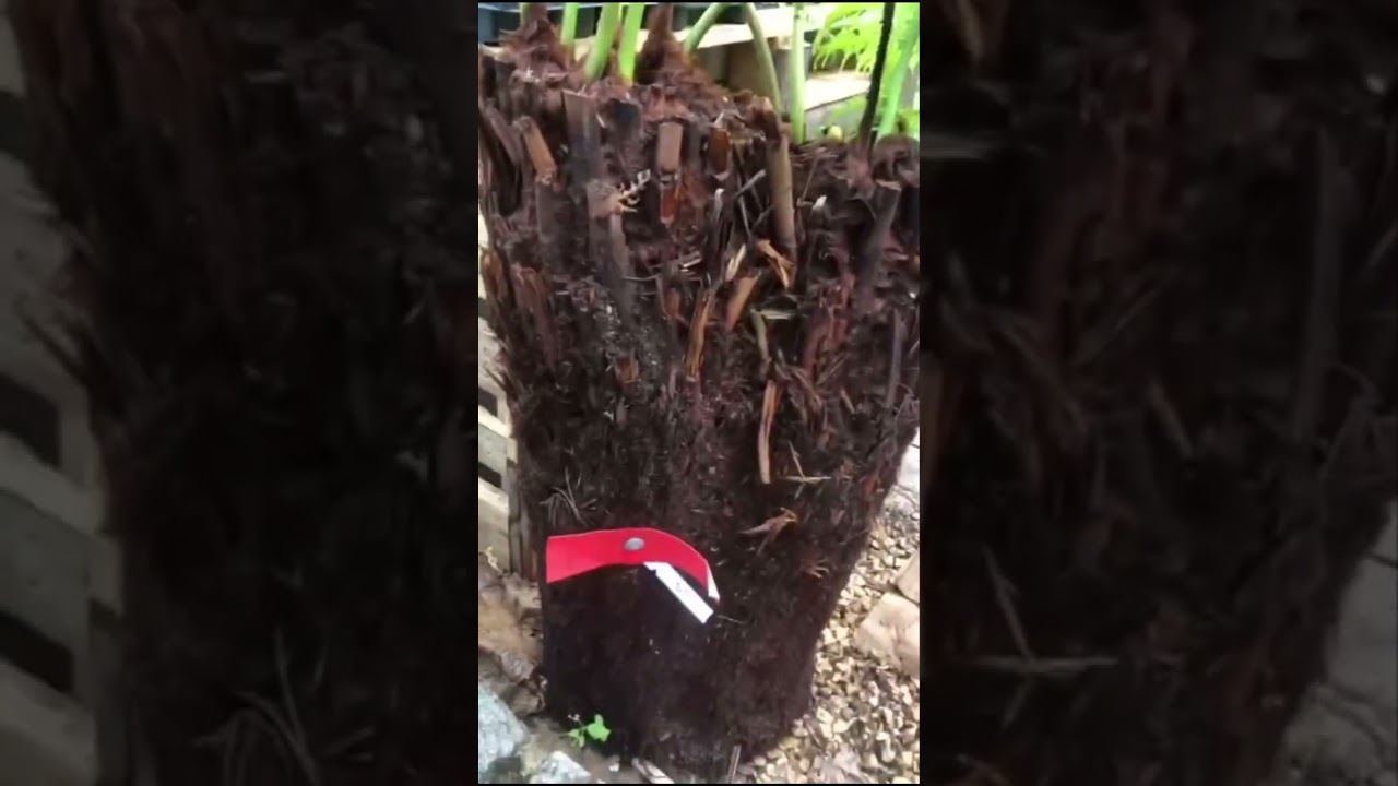 Come see us this weekend for 20% off DA single trunks up to 4 foot and 20% off Trachycarpus fortunei