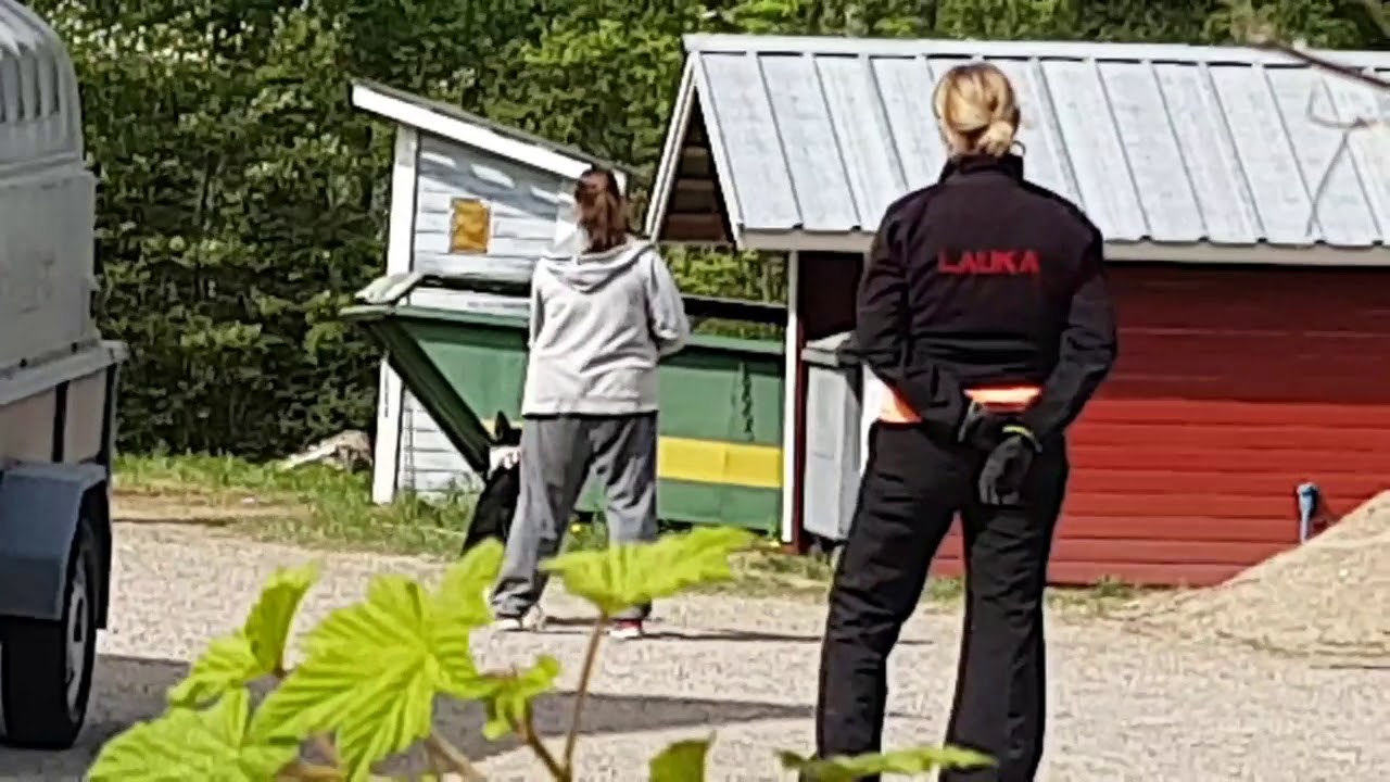 Rohmoivan Ava luonnetesti