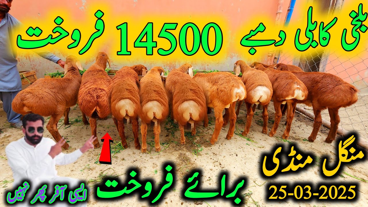 25 March 2025 dumba mandi dera ghazi khan mundra chatra bakra mandi pakistan 03133502828 hassan bhai