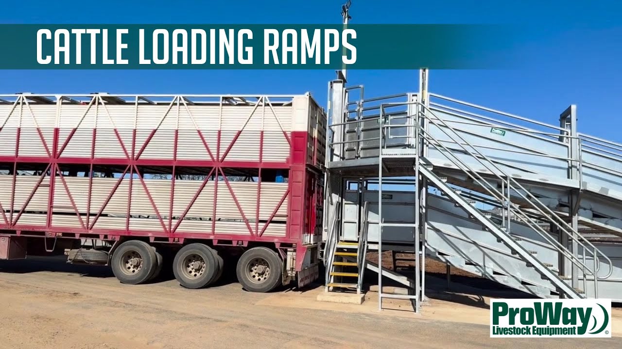 ProWay Cattle Loading Ramps: For safe and efficient cattle loading (2025)