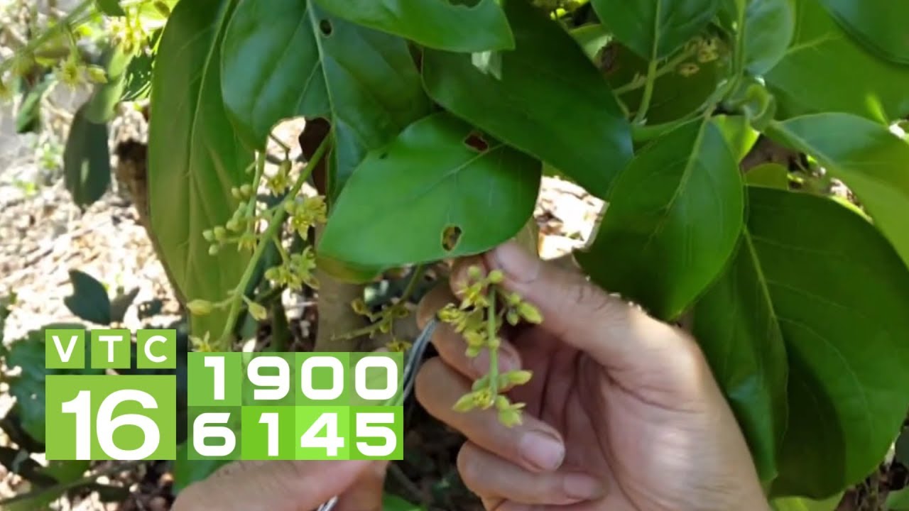 Cây bơ bị rụng hoa không đậu quả thì phải làm sao? | VTC16