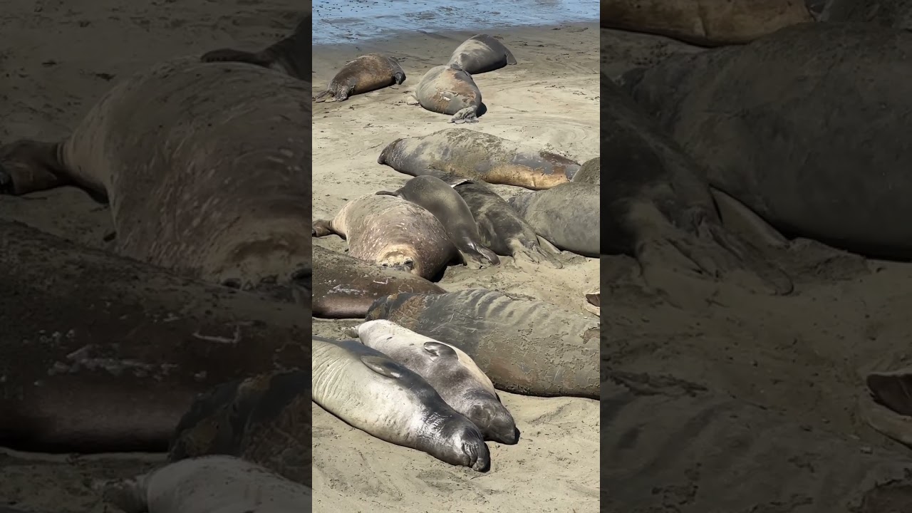 Male Elephant Seals basking in the sun ☀️