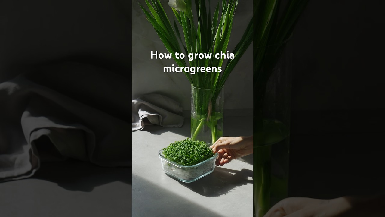 How to grow chia microgreens