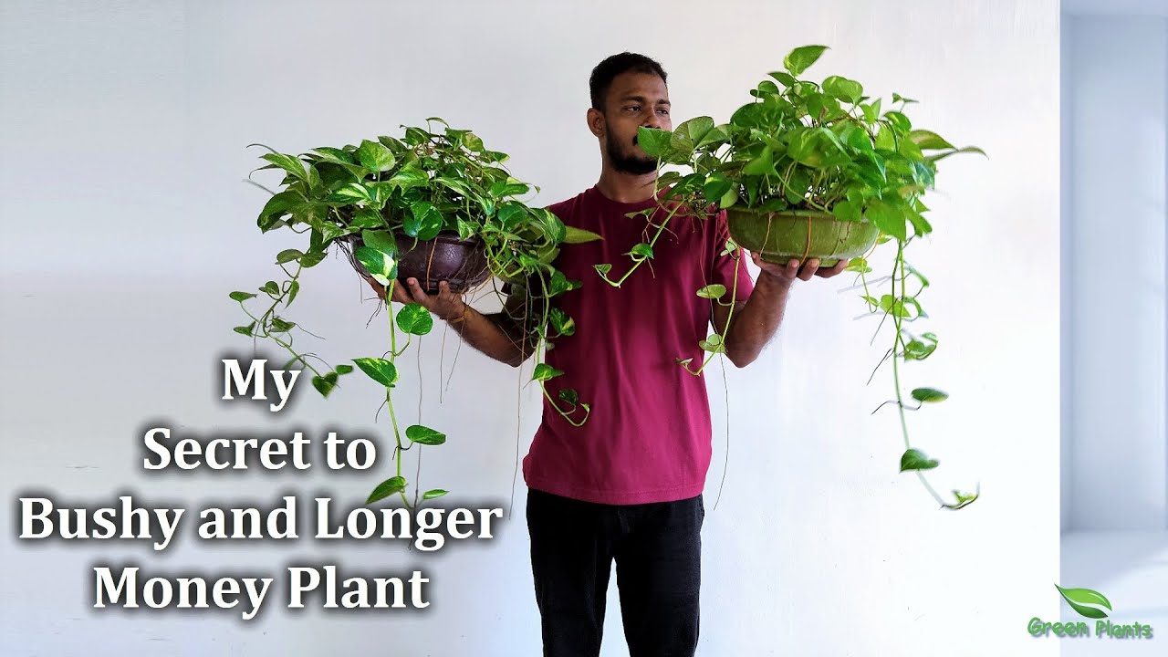 My Secret to Bushy and Longer Money Plant//GREEN PLANTS