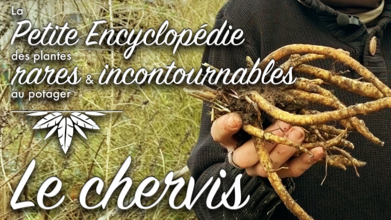 Le chervis, pour un potager de légumes vivaces.