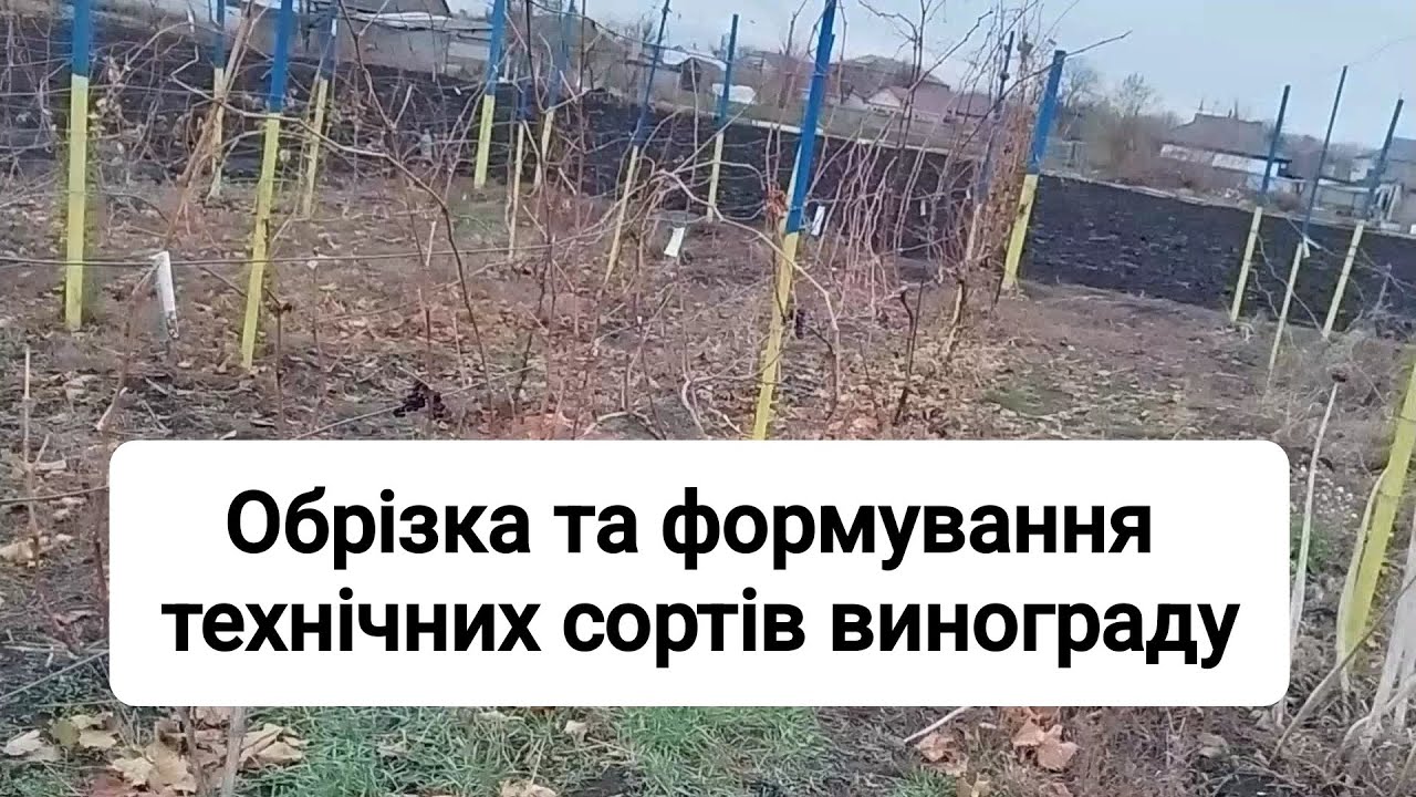 Обрізка та формування технічних сортів винограду.