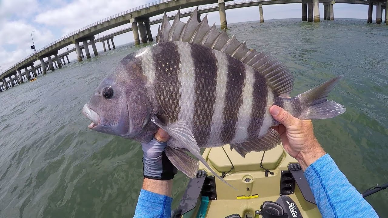 South CBBT Sheephead Fishing