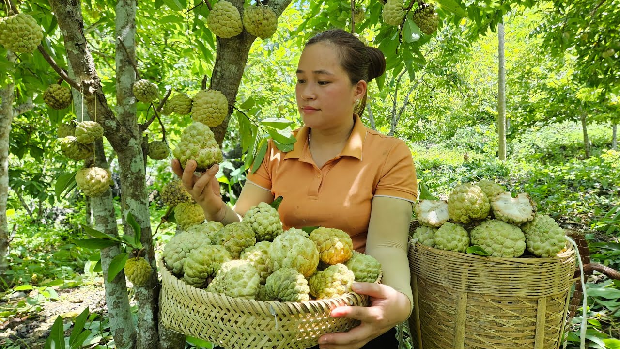 Harvesting Custard Apple Goes to the market sell - Make garden whith boy - L&yacute; Thị Ca