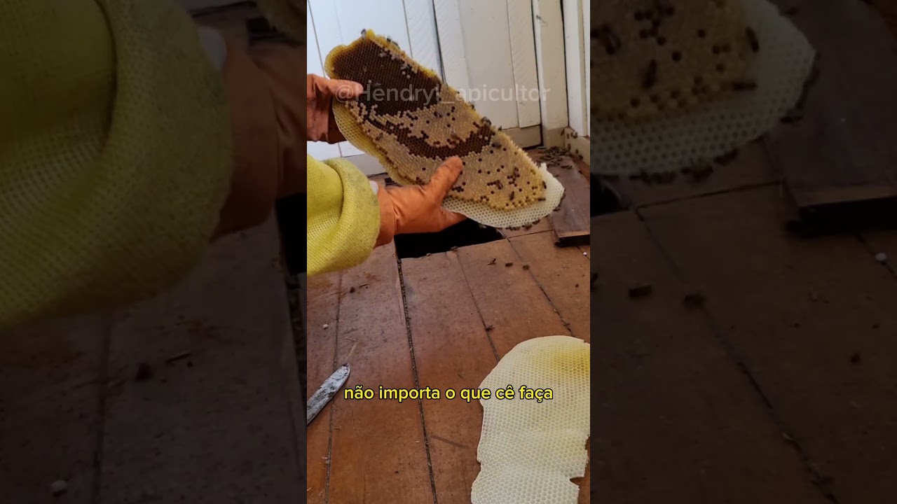 Resgate no assoalho #Apicultura #ResgateDeAbelhas #Mel #BeeRescue #apicultor