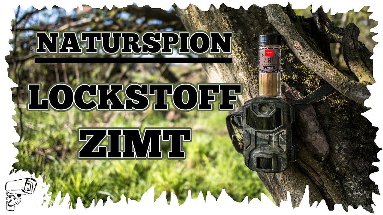 Lockt der Zimt Waschbär, Wildschwein und Hirsch? Lockstoff vor der Wildkamera - Naturspion