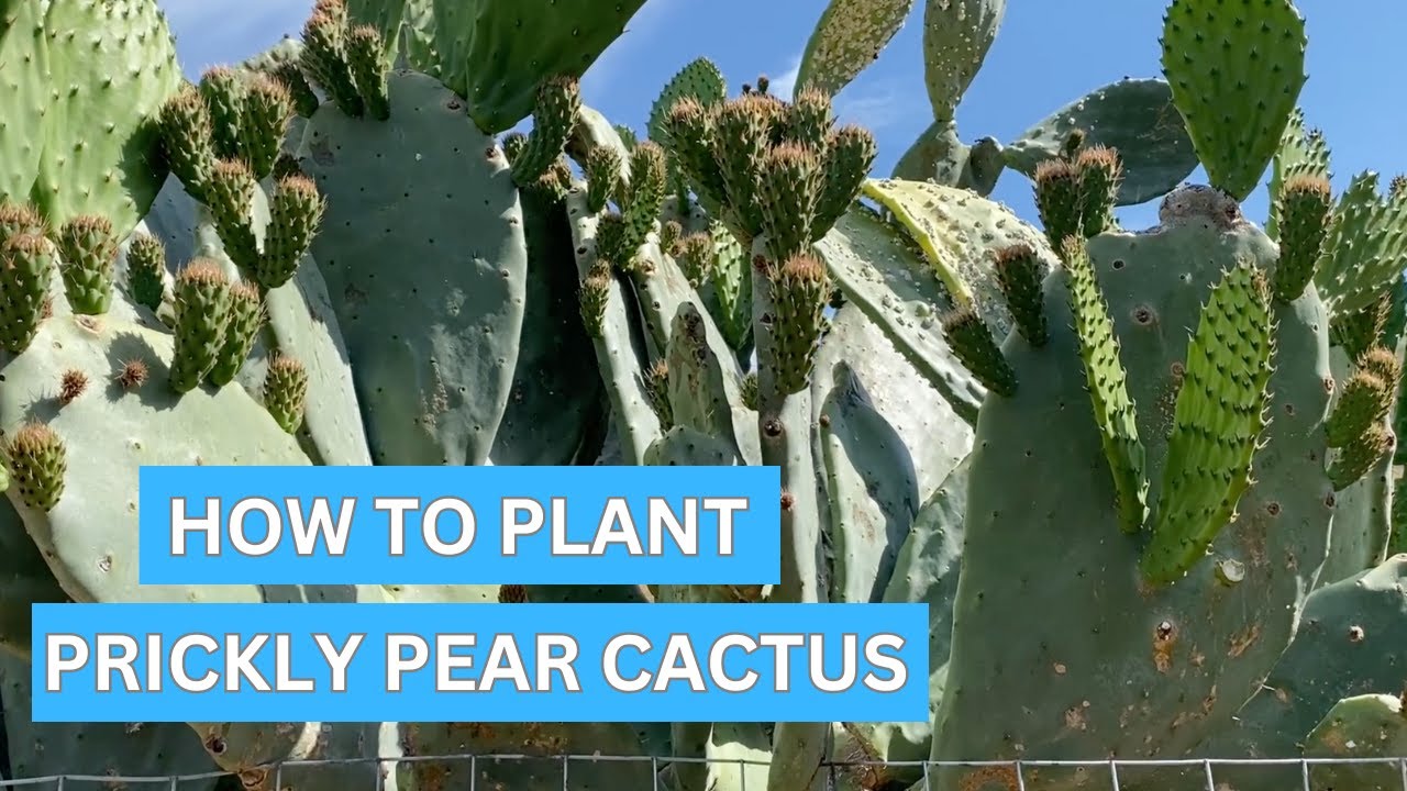 How to Plant Prickly Pear Cactus