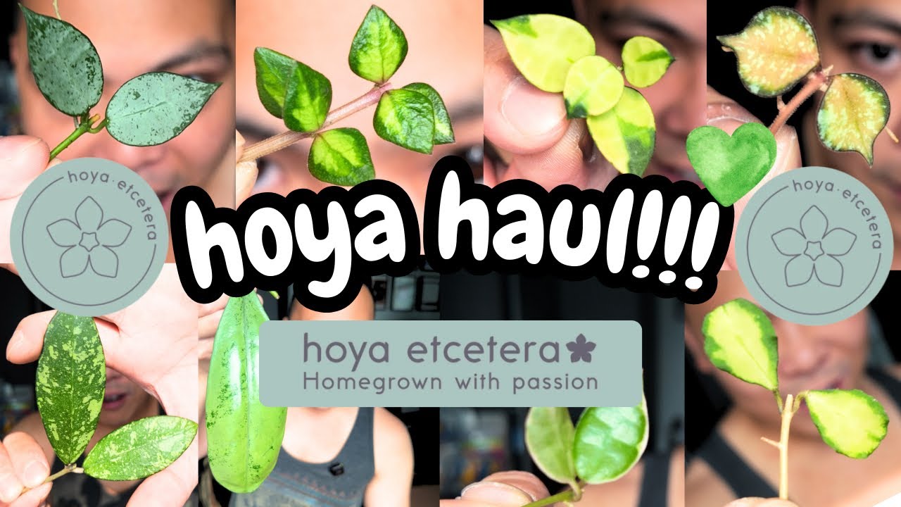 NEW HOYAS from hoya etcetera 💚| hoya plant mystery unboxing 🌱 wax plant wednesday