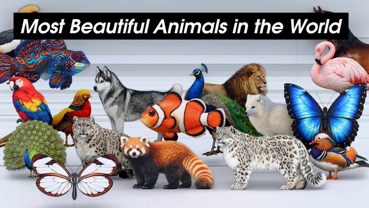 Most Beautiful Animals in the World 