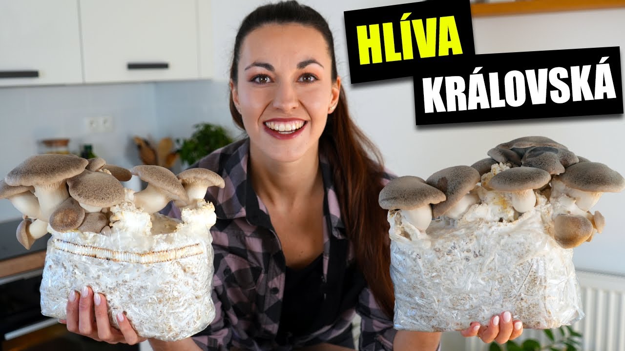Hlíva královská - pěstování, recepty, léčivé účinky