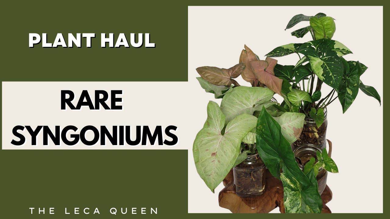 Rare Syngonium Plant Haul