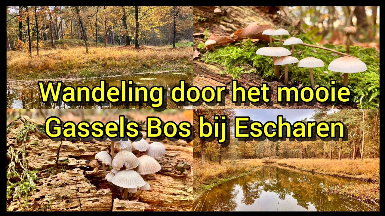 Wandeling door het mooie Gassels Bos bij Escharen